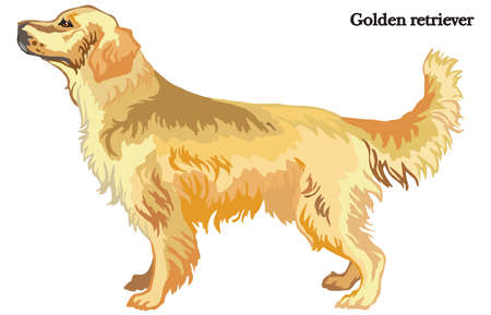 Portrait of standing in profile dog Golden retriever, vector colorful illustration isolated on white backgroundのイラスト素材