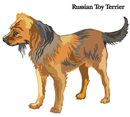 Portrait of standing in profile dog Russian Toy Terrier, vector colorful illustration isolated on white backgroundのイラスト素材