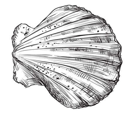 Hand drawing seashell. Vector monochrome illustration of seashell (Bivalve mollusk) isolated on white background.のイラスト素材