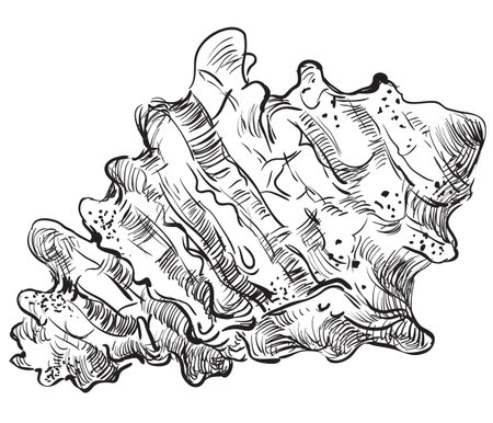 Hand drawing seashell. Vector illustration in black color of seashell (Conch Shell) isolated on white background.のイラスト素材