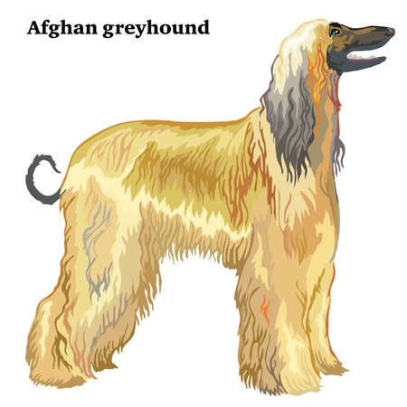 Portrait of standing in profile Afghan greyhound, vector colorful illustration isolated on white backgroundのイラスト素材