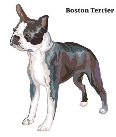 Portrait of standing in profile boston terrier, vector colorful illustration isolated on white backgroundのイラスト素材