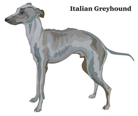Portrait of standing in profile Italian Greyhound, vector colorful illustration isolated on white backgroundのイラスト素材