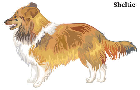 Portrait of standing in profile Sheltie, vector colorful illustration isolated on white backgroundのイラスト素材