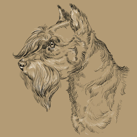 Miniature Schnauzer dog vector hand drawing black and white illustration isolated on beige backgroundのイラスト素材