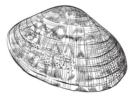 Hand drawing seashell. Vector monochrome illustration of Bivalve mollusk isolated on white background.のイラスト素材
