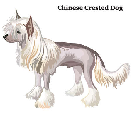 Portrait of standing in profile Chinese Crested Dog, vector colorful illustration isolated on white background.のイラスト素材