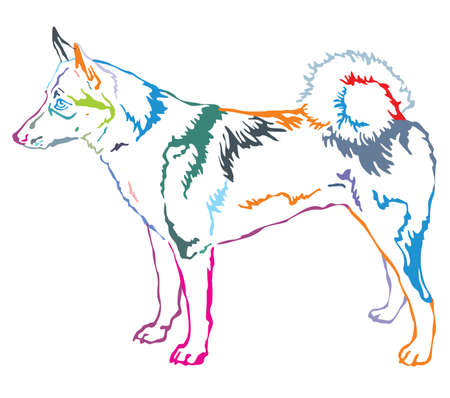Colorful contour decorative portrait of standing in profile dog  West Siberian Laika, vector isolated illustration on white backgroundのイラスト素材