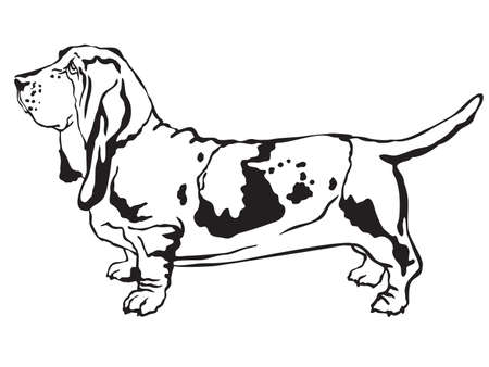 Decorative contour portrait of standing in profile  Basset Hound, vector isolated illustration in black color on white backgroundのイラスト素材