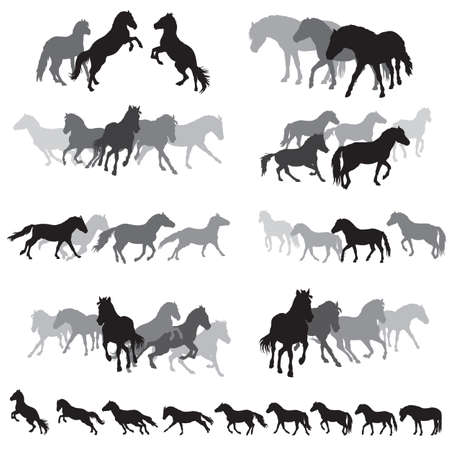 Group of black and grey isolated silhouettes of horses (Norwegian fjord pony) standing, walking, running isolated on white background. Vector illustration.のイラスト素材