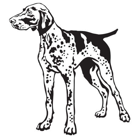 Decorative portrait of standing in profile German Shorthaired Pointer, vector isolated illustration in black color on white backgroundのイラスト素材