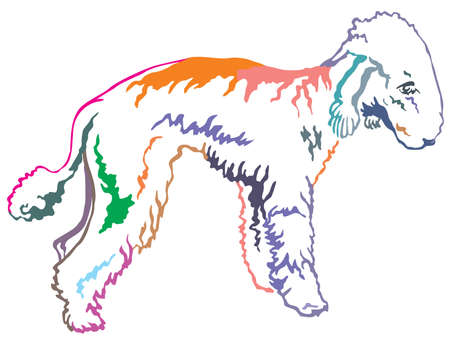 Colorful contour decorative portrait of standing in profile Bedlington Terrier, vector isolated illustration on white backgroundのイラスト素材