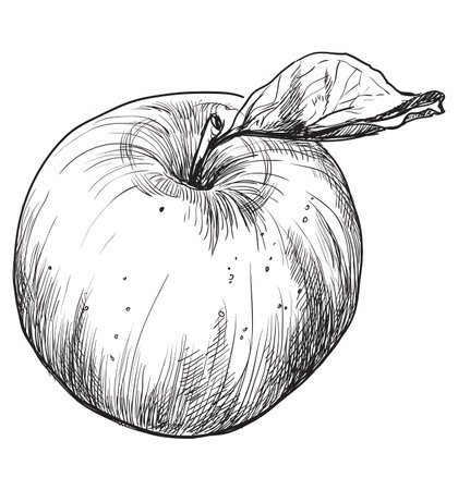 Hand drawn fruit-apple. Vector monochrome illustration isolated on
