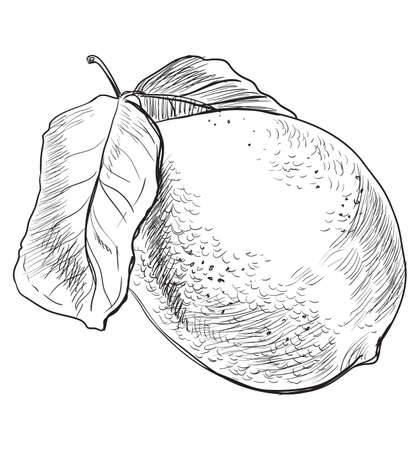 Hand drawn fruit-lemon. Vector monochrome illustration isolated on white background.のイラスト素材