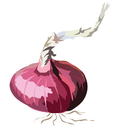 Red Onion. Vector colorful illustration isolated on white background.のイラスト素材