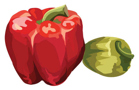 Pepper. Vector colorful illustration isolated on white background.のイラスト素材