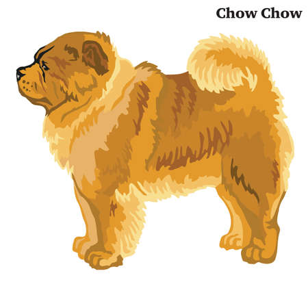 Portrait of standing in profile Chow Chow dog, vector colorful illustration isolated on white backgroundのイラスト素材