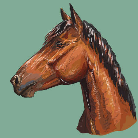 Colorful hand drawing portrait of bay horse. Horse head  in profile isolated vector hand drawing illustration on green backgroundのイラスト素材