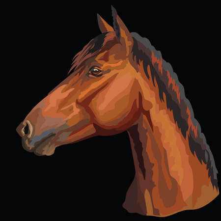 Colorful portrait of bay horse. Horse head  in profile isolated vector hand drawing illustration on black backgroundのイラスト素材