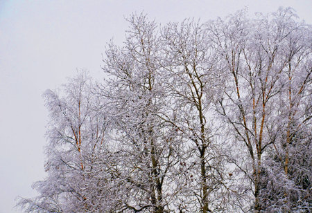 Stock image. Branches of birch in rime ice. Winter landscape.