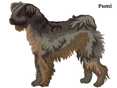 Decorative outline portrait of standing in profile dog  Pumi, vector colorful illustration isolated on white background. Image for design.のイラスト素材