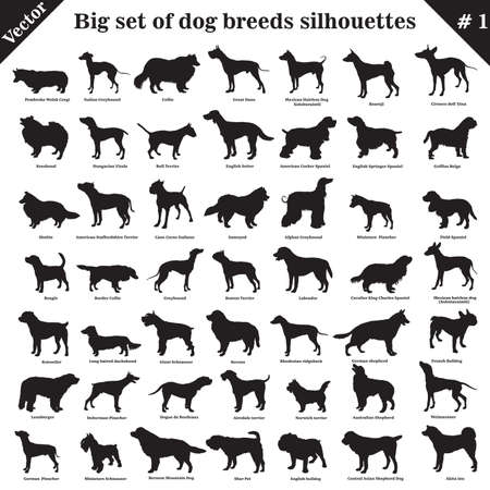 Big set of 49 different dogs, hounds, working, shepherd, terrier, companion, hunting. Vector set of different  dogs standing in profile. Isolated dogs breed silhouettes set in black color on white background.のイラスト素材