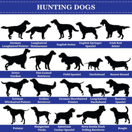 Set of 20 hunting dogs. Vector set of hunting breeds dogs standing in profile. Isolated dogs breed silhouettes set in black color on white background.のイラスト素材