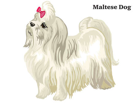Colorful decorative portrait of standing in profile Maltese dog, isolated illustration on white backgroundのイラスト素材