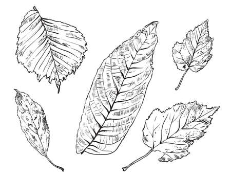 Vector autumn hand drawing different shape leaves outline on the white background. Fall line art of foliage. stock illustrationのイラスト素材