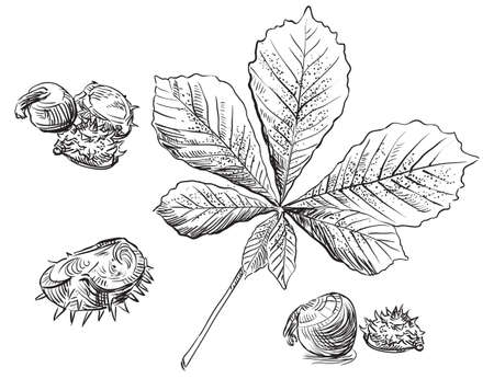 Vector autumn hand drawing set of horse chestnut leaves and seeds outline on the white background. Fall line art of foliage. stock illustrationのイラスト素材