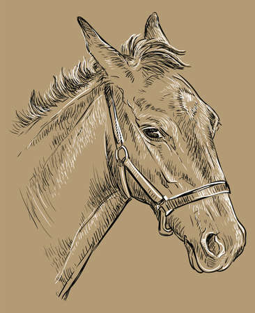 Foal portrait with halter. Young horse head in profile black and white colors isolated on beige background. Vector hand drawing illustration. Retro style portrait of horse.のイラスト素材