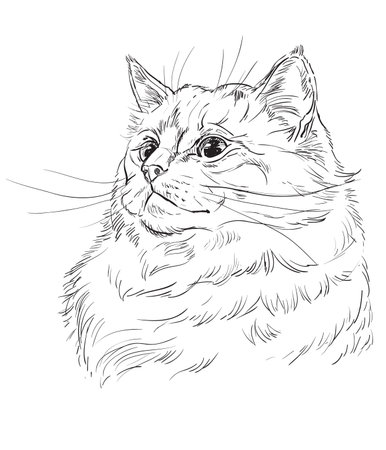 Vector hand drawing portrait of ragdoll cat in black color. Monochrome realistic retro portrait of cat. Vector vintage illustration isolated on white background.Image for design, cards and tattoo. のイラスト素材