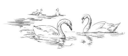 Vector hand drawing group of swans swimming in water. Monochrome realistic swans in black color isolated on white background. Vector retro illustration of swans. Image for design, cards.のイラスト素材
