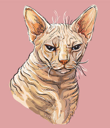 Vector colorful hand drawing portrait of angry sphinx cat isolated on pink background. Colorful realistic portrait of cat. Vector illustration of naked cat. Image for design, cards.のイラスト素材