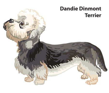 Colorful decorative portrait of standing in profile Dandie Dinmont Terrier, vector isolated illustration on white background. Stock illustrationのイラスト素材