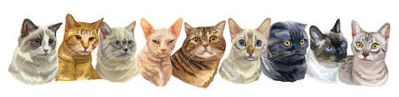Vector horizontal illustration with isolated different cats breeds portraits standing in a row. Cats vector vintage illustration in realistic style.Image for design, cards and tattoo. Stock illustration のイラスト素材