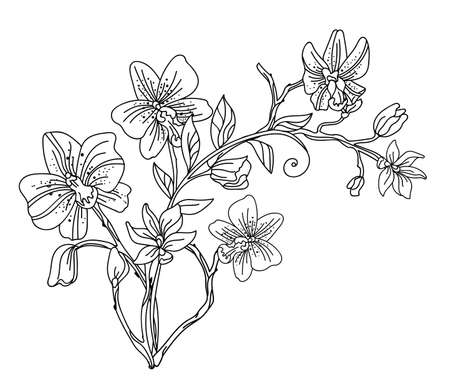 Floral botanical set with hand drawn line art meadow flowers.のイラスト素材