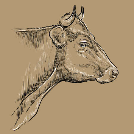 Monochrome thoughtful portrait of bull sketch hand drawn vector illustration isolated on brown background. Vintage illustration of cow for label, poster, print and design.のイラスト素材