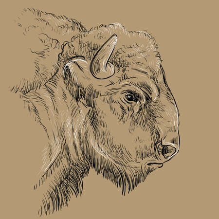 Monochrome thoughtful portrait of bison sketch hand drawn vector illustration isolated on brown background. Vintage illustration for label, poster, print and design.のイラスト素材