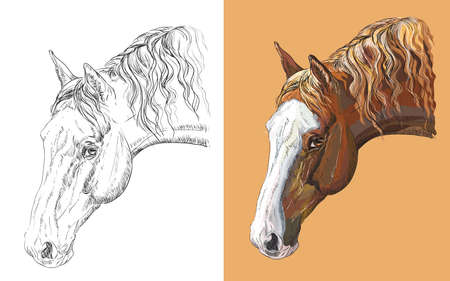 Realistic head of beautiful horse. Vector black and white and colorful isolated illustration of horse.のイラスト素材