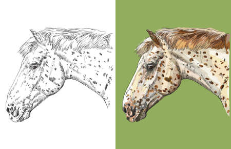 Head of spotted Knabstrupper horse. Vector black and white and colorful isolated illustration of horse.のイラスト素材