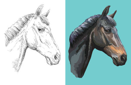 Hand drawn head of curious horse. Vector black and white and colorful isolated illustration of horse.のイラスト素材