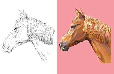 Hand drawn head of ginger horse. Vector black and white and colorful isolated illustration of horse.のイラスト素材