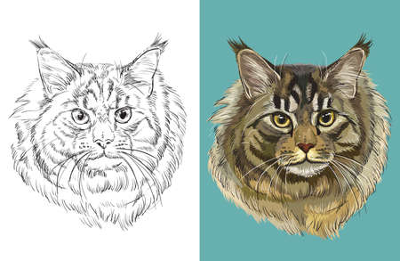 Vector illustration portrait of Maine coon catのイラスト素材