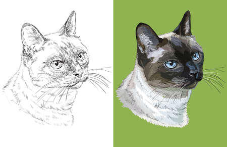 Vector illustration portrait of cute Thai catのイラスト素材