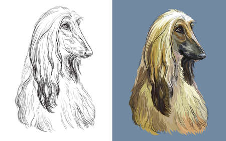 Realistic head of Afghan Hound dog. Vector black and white and colorful isolated illustration of dog. For decoration, coloring book, design, prints, posters, postcards, stickers, tattoo, t-shirtのイラスト素材