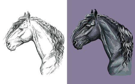 Vector illustration portrait of black Friesian horseのイラスト素材