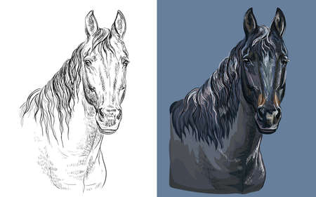 Vector illustration portrait of brown bay horseのイラスト素材