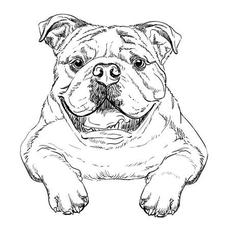 Bulldog dog vector hand drawing vector portraitのイラスト素材