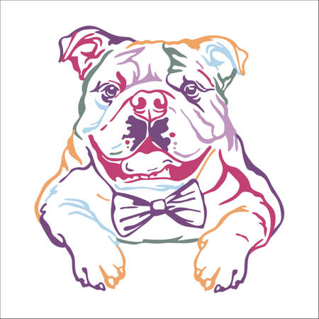 English bulldog color contour portrait. Dog head in front view vector illustration isolated on white. For decoration, design, print, posters, postcards, stickers, t-shirt, cricut, tattoo and embroideryのイラスト素材